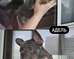 Собаки в Москве: Щенки французского бульдога (девочки) Девочка, 150 000 руб. - фото 4