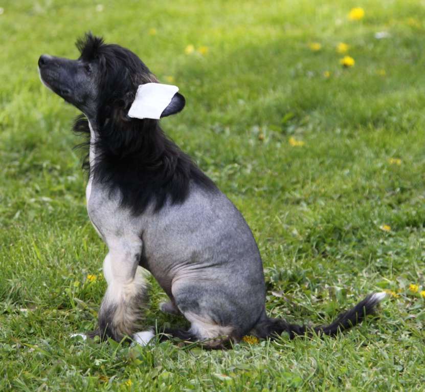 Собаки в других городах Московской области: Премьер Мари Жадор Мальчик, 25 000 руб. - фото 2