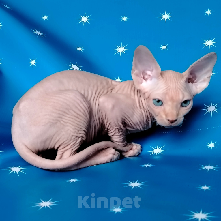Кошки в Королеве: Очаровательный котик из питомника Мальчик, 60 000 руб. - фото 5