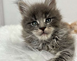 Кошки в Екатеринбурге: Голубой мальчик Мальчик, 55 000 руб. - фото 5