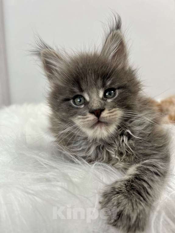 Кошки в Екатеринбурге: Голубой мальчик Мальчик, 55 000 руб. - фото 5