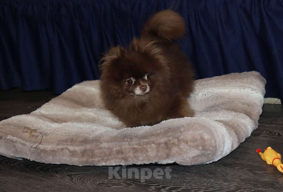 Собаки в Москве: Шоколадная девочка Девочка, 10 000 руб. - фото 6