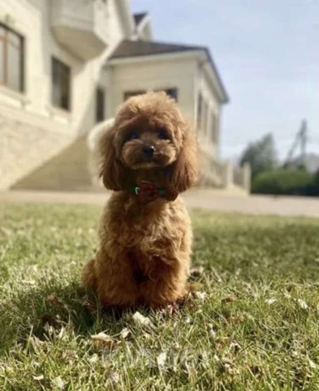 Собаки в Москве: Щенки Кавапу Мальтипу  Мальчик, 60 000 руб. - фото 1