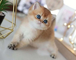 Кошки в Москве: Британские котята Девочка, 35 000 руб. - фото 5