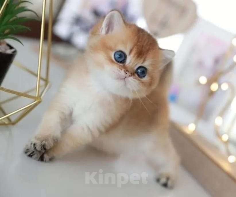 Кошки в Москве: Британские котята Девочка, 35 000 руб. - фото 5