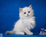 Кошки в Москве: Невский маскарадный котёнок Мальчик, Бесплатно - фото 4