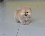 Собаки в Подольске: Шпиц щенок оранж Мальчик, Бесплатно - фото 5