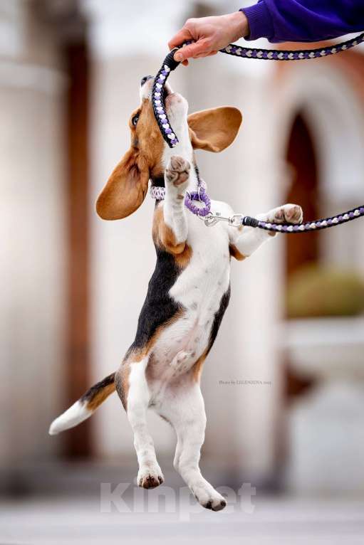 Собаки в других городах Московской области: Бигль, кобель 4 мес., РКФ Мальчик, Бесплатно - фото 6