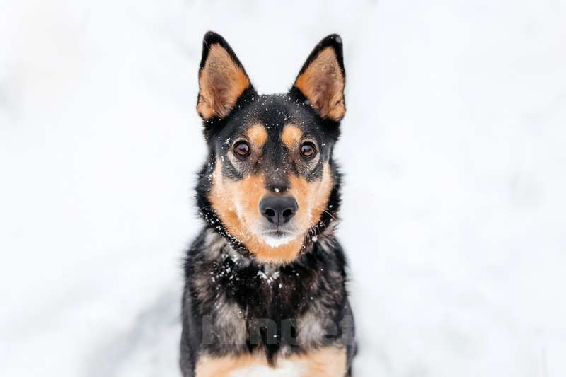 Собаки в Москве: Нежная и ласковая Дора с человеческим взглядом ищет дом Девочка, 1 руб. - фото 3
