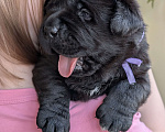 Собаки в Москве: Черная медведица Девочка, 150 000 руб. - фото 5