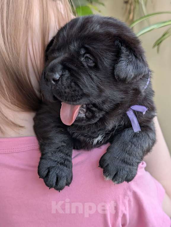 Собаки в Москве: Черная медведица Девочка, 150 000 руб. - фото 5