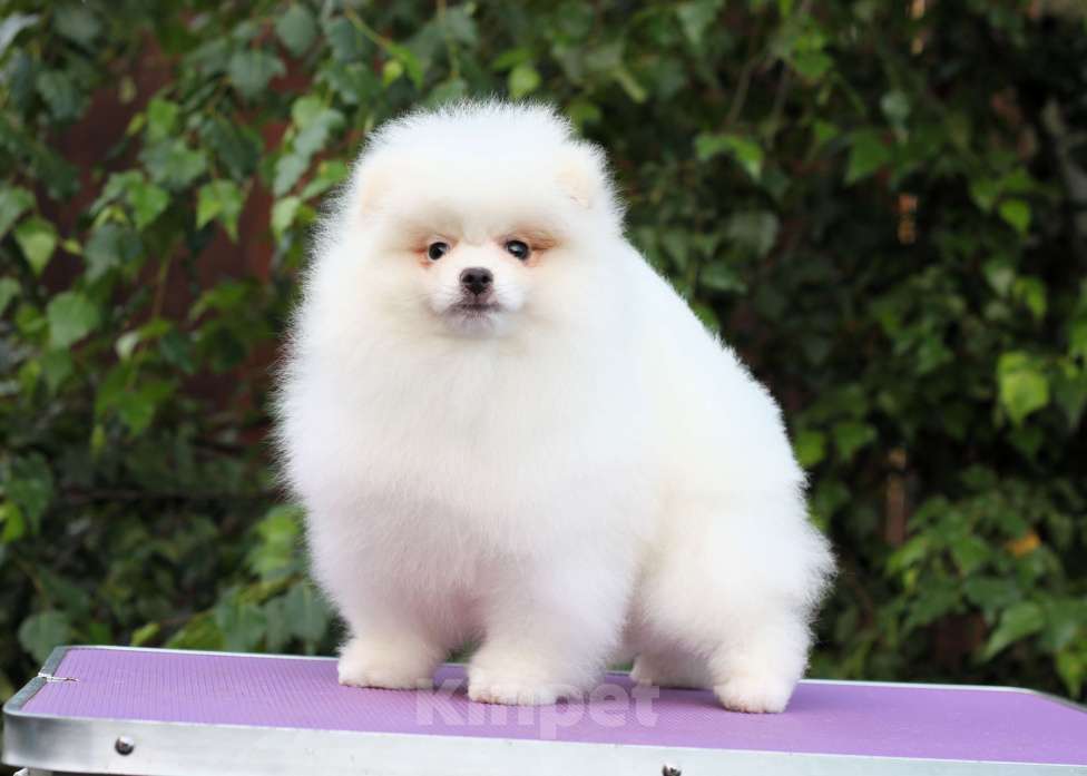 Собаки в Москве: Щенки померанского и малого шпица Девочка, Бесплатно - фото 5