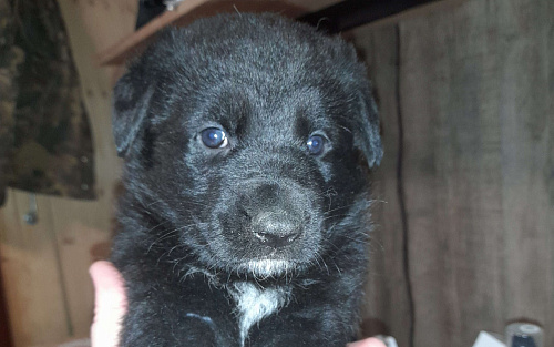 Щенок Немецкой овчарки