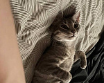 Кошки в Череповце: Отдам котика в добрые руки Мальчик, Бесплатно - фото 1