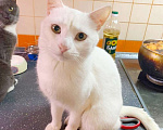 Кошки в Одинцово: Белоснежный котик Крис ждет семью Мальчик, 10 руб. - фото 1