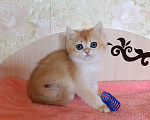 Кошки в Санкт-Петербурге: Золотая шиншилла котёнок мальчик Мальчик, 25 000 руб. - фото 5