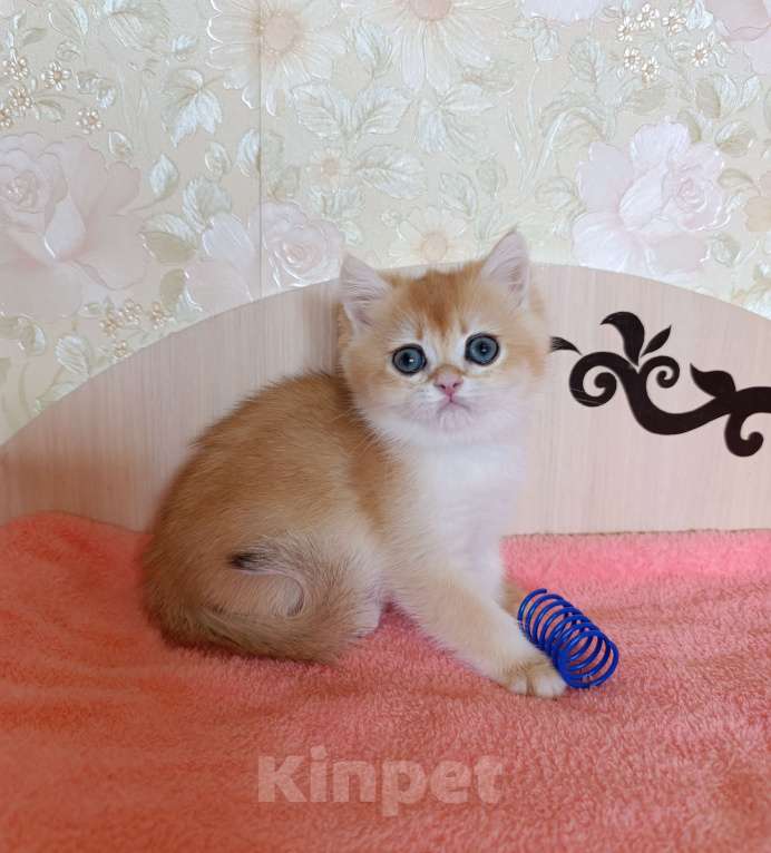 Кошки в Санкт-Петербурге: Золотая шиншилла котёнок мальчик Мальчик, 25 000 руб. - фото 5