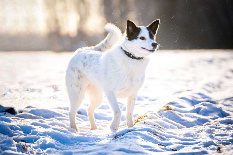 Собаки в Клине: Ласка — озорная попрыгунья Девочка, Бесплатно - фото 4