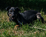 Собаки в Химках: Скромная девочка Девочка, Бесплатно - фото 2