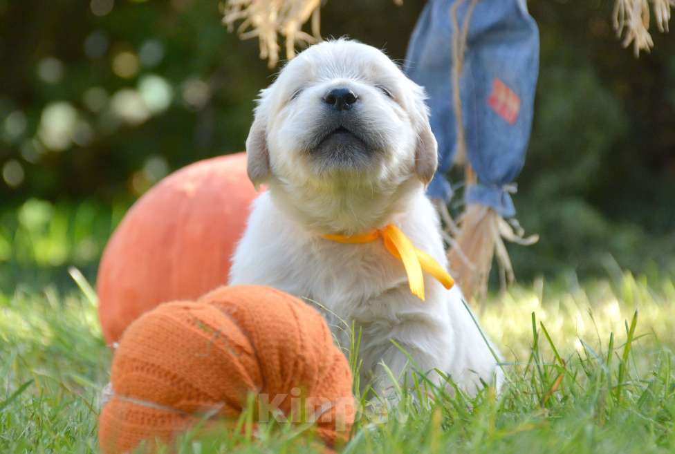 Собаки в Москве: Щенки золотистого ретривера. Мальчик, Бесплатно - фото 10
