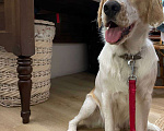 Собаки в Иркутске: Отдам бесплатно НЕСПРАВЛЯЮСЬ Мальчик, Бесплатно - фото 1