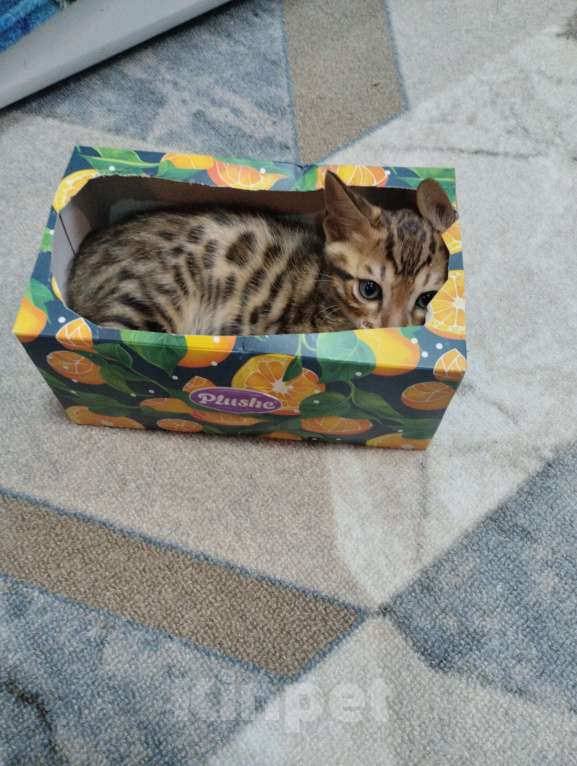 Кошки в Химках: Бенгальский котёнок Мальчик, 18 000 руб. - фото 4