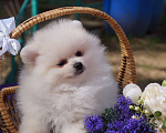 Собаки в Москве: Белый мини мальчик Мальчик, 30 000 руб. - фото 2