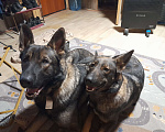 Собаки в других городах Московской области: Щенок немецкой овчарки Девочка, 10 000 руб. - фото 4