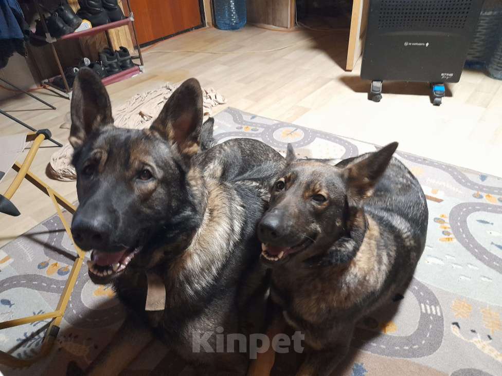 Собаки в других городах Московской области: Щенок немецкой овчарки Девочка, 10 000 руб. - фото 4