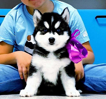 Хаски Щенки Разных окрасов