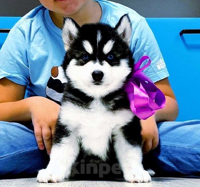 Собаки в Орске: Хаски Щенки Разных окрасов Разнополые, Бесплатно - фото 1