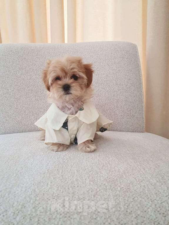 Собаки в Москве: Мальтипу f-1  Мальчик, Бесплатно - фото 5