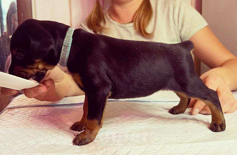 Собаки в других городах Московской области: Щенки доберамна Мальчик, 75 000 руб. - фото 5