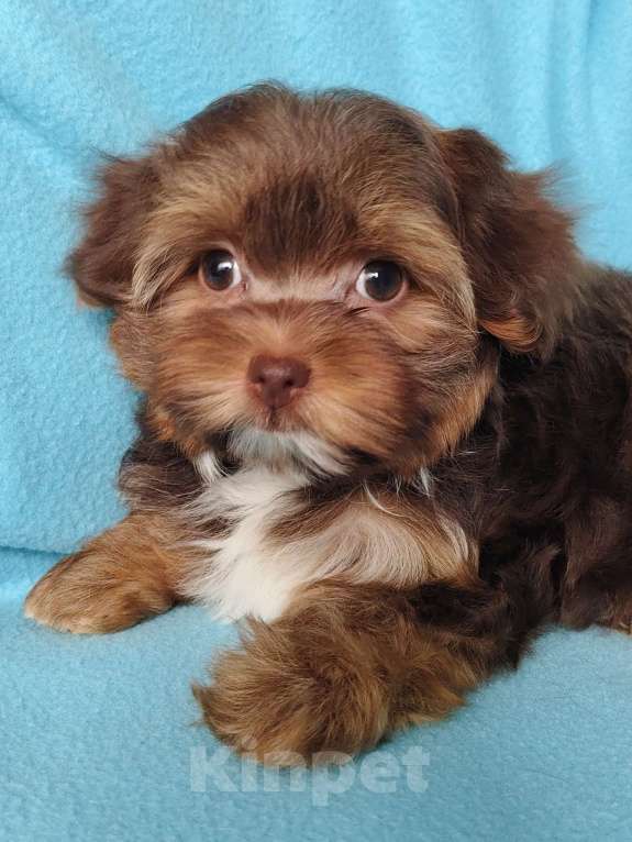 Собаки в Санкт-Петербурге: Орхидея Петербургская Разнополые, 40 000 руб. - фото 8