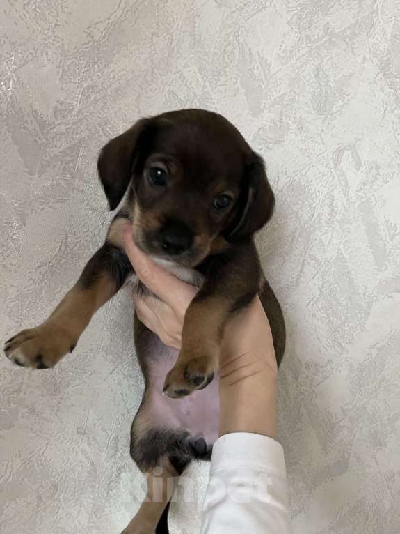 Собаки в Краснодаре: Щенок эстонская гончая  Девочка, 3 000 руб. - фото 4
