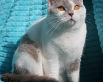Кошки в Магнитогорске: Ofelia Marshmallow  Девочка, 5 000 руб. - фото 4