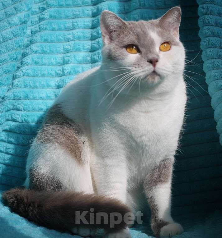 Кошки в Магнитогорске: Ofelia Marshmallow  Девочка, Бесплатно - фото 4