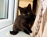 Кошки в Москве: Котенок черная пантерка Изюминка в добрые руки  Девочка, Бесплатно - фото 3