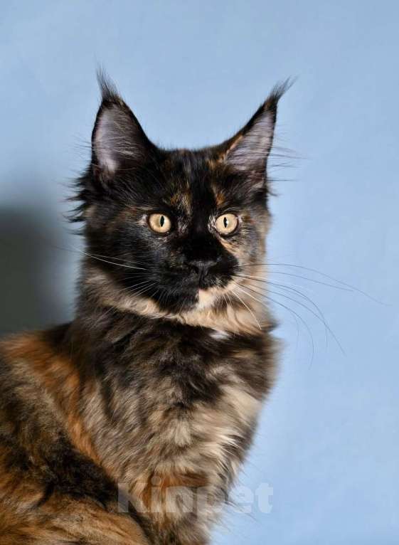 Кошки в Саратове: Мейн Кун Девочка, 40 000 руб. - фото 8