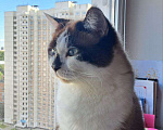Кошки в Москве: Ластику нужен новый дом Мальчик, Бесплатно - фото 1