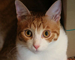 Кошки в Москве: Котик Боня - комнатное солнышко! В добрые руки Мальчик, Бесплатно - фото 7
