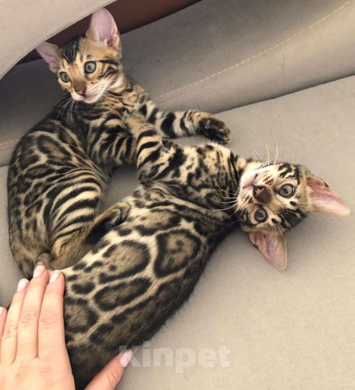 Кошки в Екатеринбурге: Бенгальский котенок Девочка, Бесплатно - фото 6
