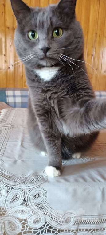 Кошки в Москве: Котомама  Алёнка  Девочка, Бесплатно - фото 3