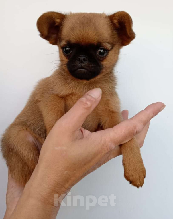 Собаки в Туле: щенок  маленькой домашней собачки  Мальчик, Бесплатно - фото 2