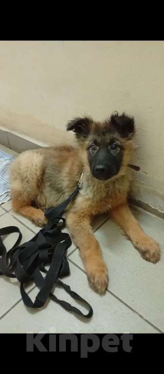 Собаки в Казани: Щенок Мальчик, Бесплатно - фото 2