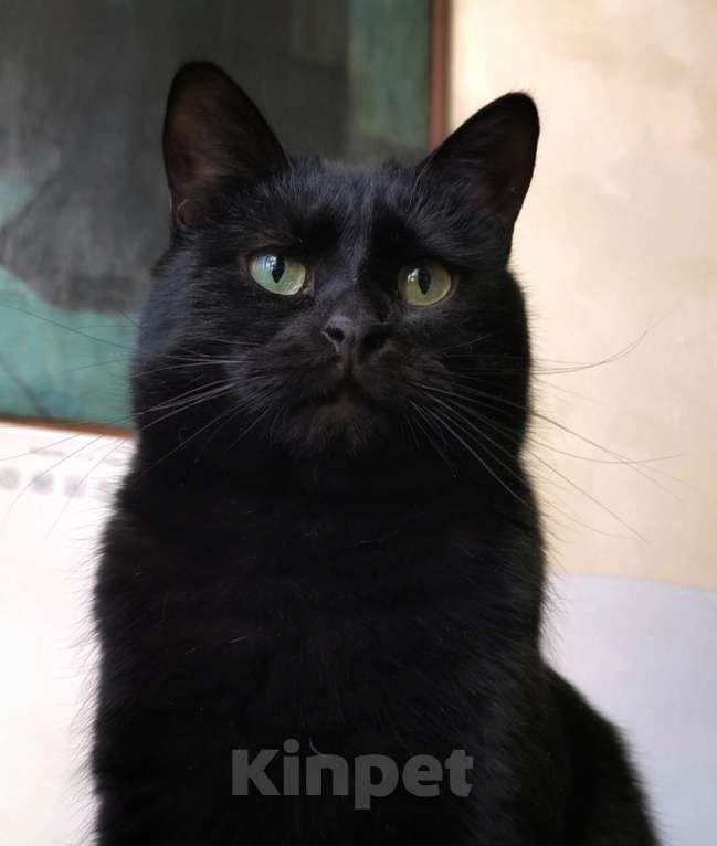 Кошки в Москве: Черный кот Ферми Мальчик, Бесплатно - фото 2
