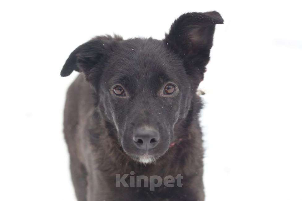 Собаки в Москве: Благородная истинная леди Люся (Люси) в поисках дома, 9 месяцев. Девочка, 1 руб. - фото 3