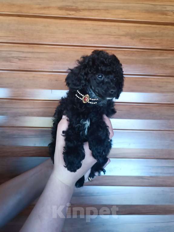 Собаки в Санкт-Петербурге: Той пудель Разнополые, 50 000 руб. - фото 2