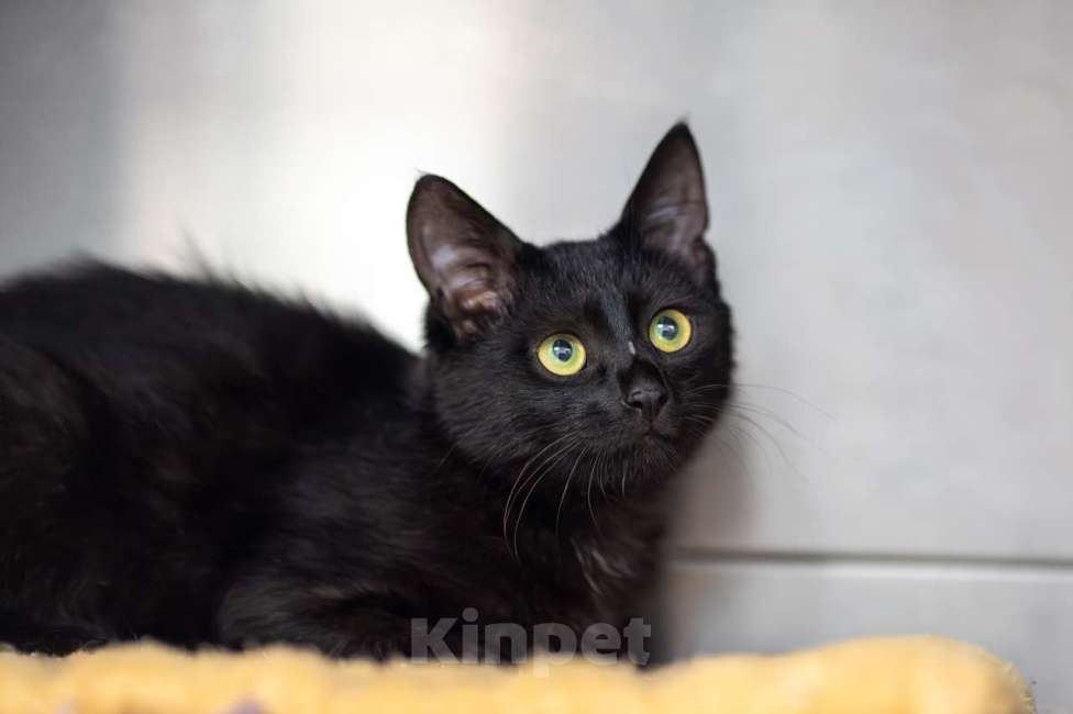Кошки в Москве: Мистер Котлета Мальчик, Бесплатно - фото 1