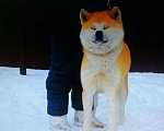 Собаки в Волгодонске: Кобель. АКИТА ИНУ.ВЯЗКА Мальчик, 30 000 руб. - фото 1